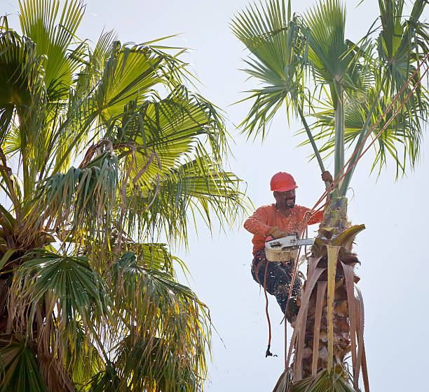 How Our Tree Care Process Works  in  Water Valley, MS